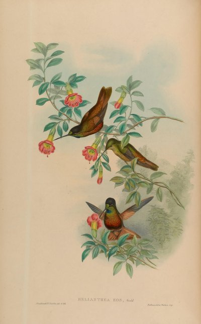 Helianthea eos by John Gould